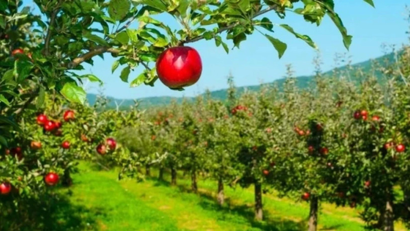 ვაშლის ბაღი