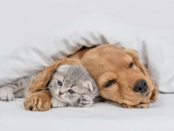 სამართავი პანელი