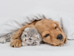 სამართავი პანელი