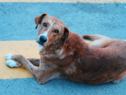 მიუსაფარი ძაღლი