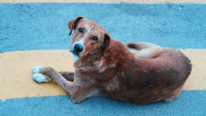 მიუსაფარი ძაღლი