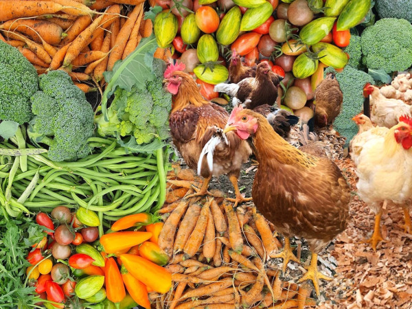 ბიო პროდუქცია