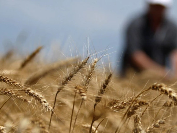 ხორბალი