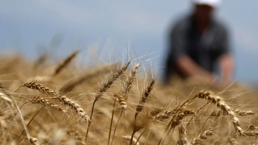 ხორბალი