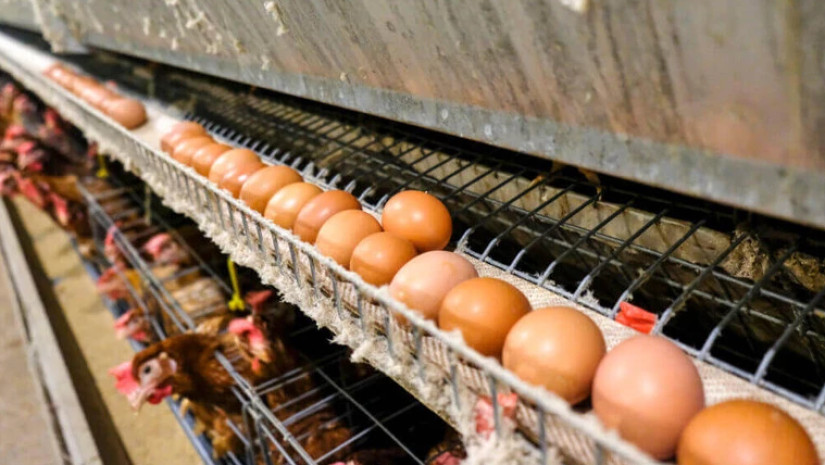 კვერცხები