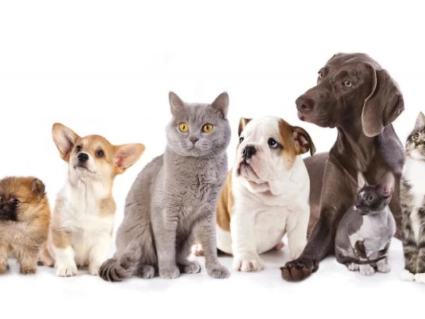 შინაური ცხოველები