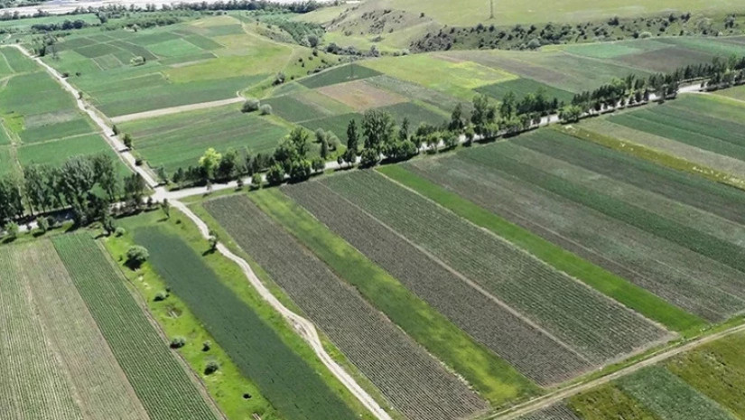 მიწის ნაკვეთები