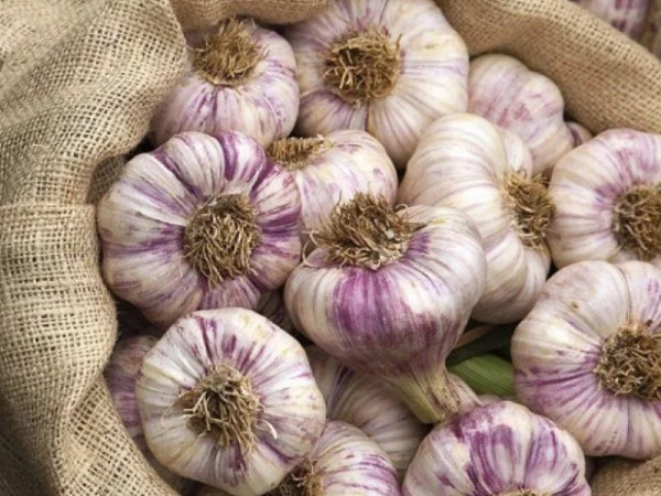 ნიორი