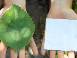 Plectranthus barbatus Plectranthus barbatus