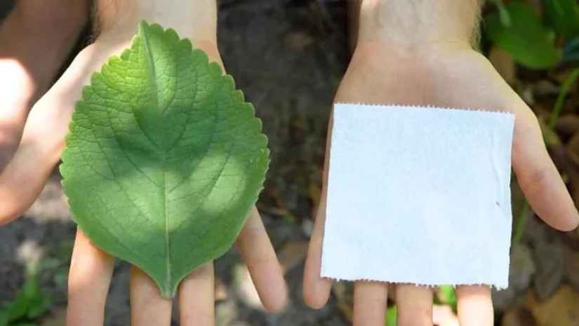 Plectranthus barbatus Plectranthus barbatus