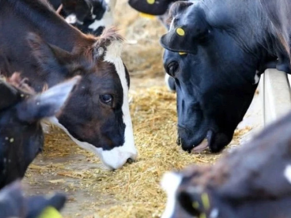 საქონელი