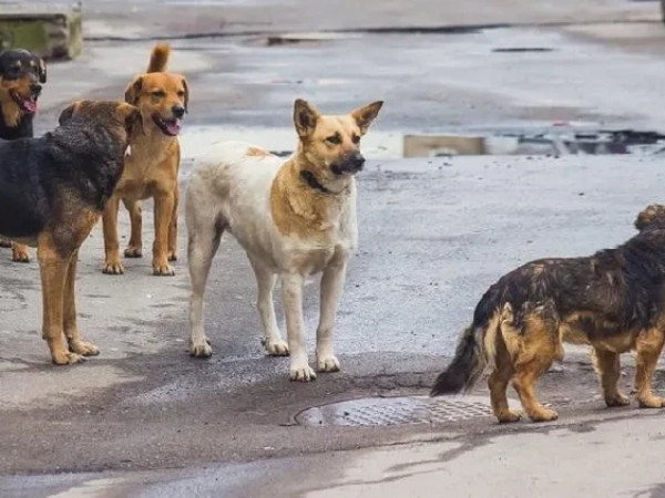 უპატრონო ძაღლები