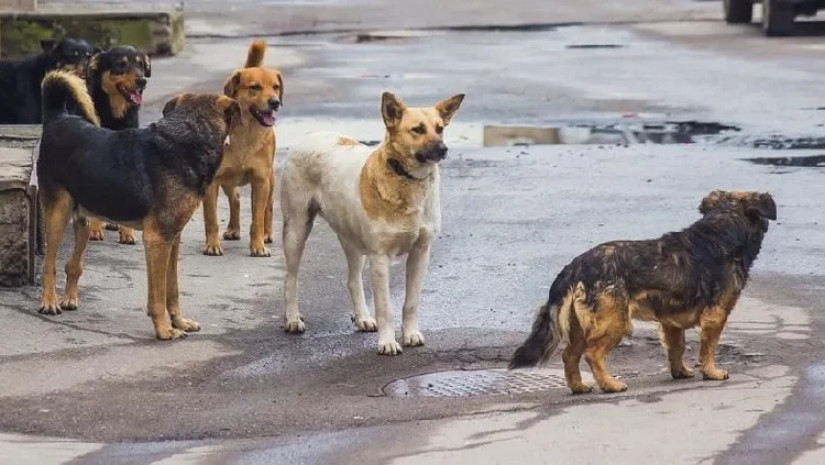 უპატრონო ძაღლები