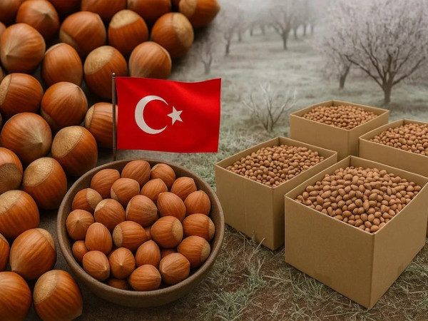 თხილი თხილი