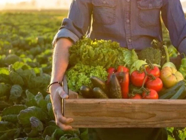 სოფლის მეურნეობის პროდუქცია