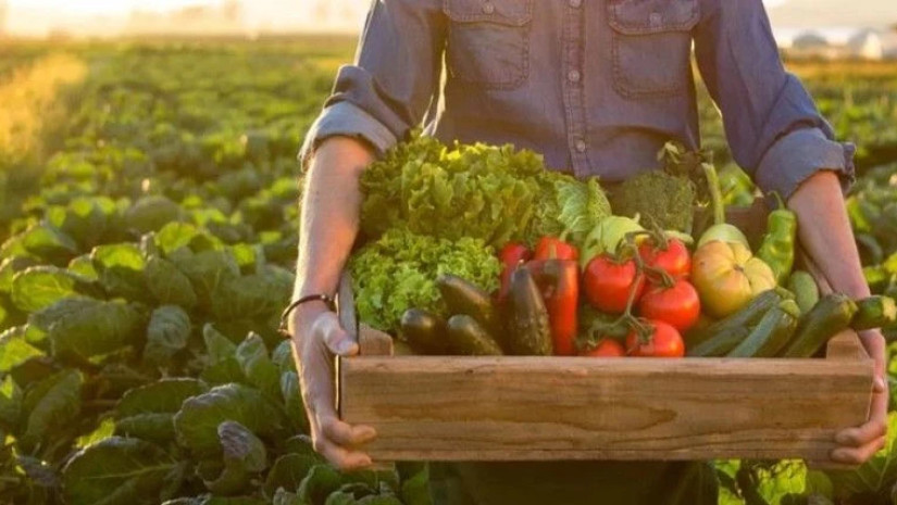 სოფლის მეურნეობის პროდუქცია