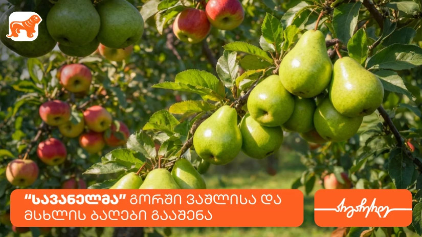 კომპანია სავანელმა გორში ხეხილის ბაღები გააშენა - მხარდამჭერი საქართველოს ბანკია