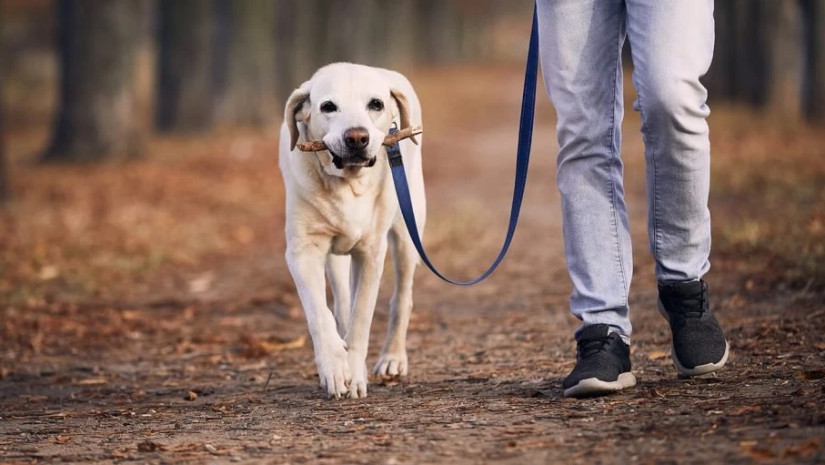 შინაური ძაღლი
