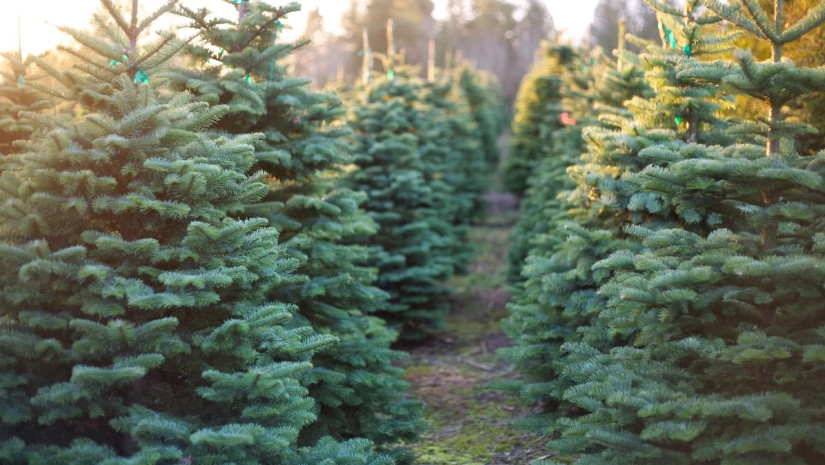 ნაძვის ხე