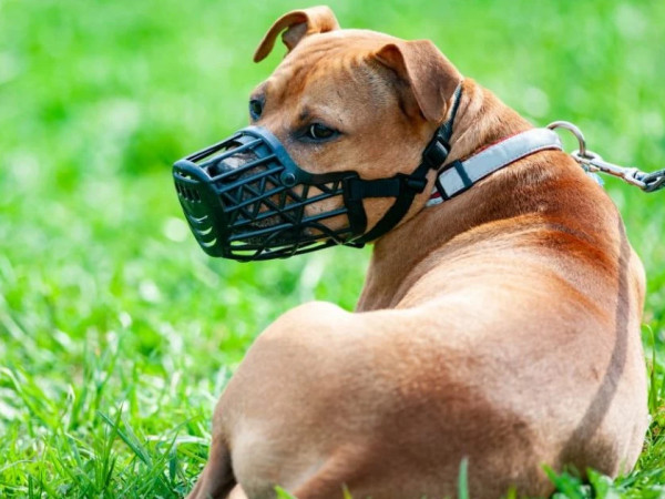 ძაღლი ალიკაპით