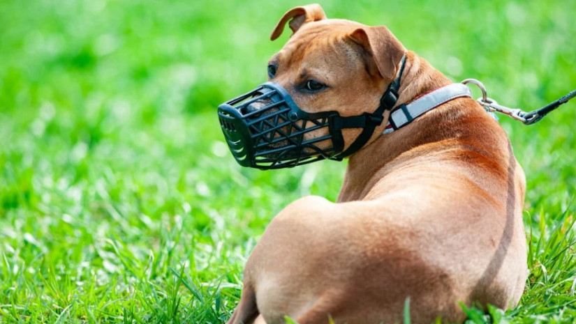 ძაღლი ალიკაპით