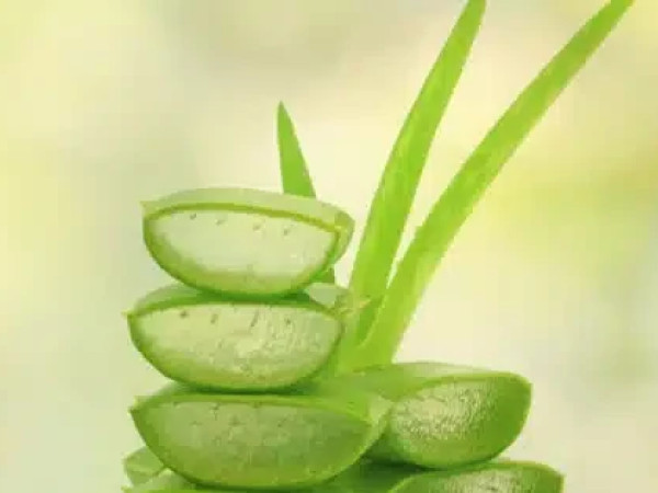 ალოე ვერა