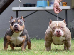 ამერიკული პიტ ბულტერიერი